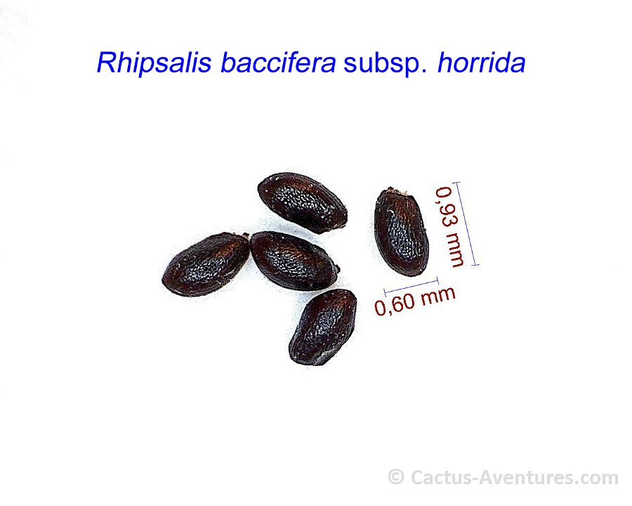 Rhipsalis baccifera ssp. horrida